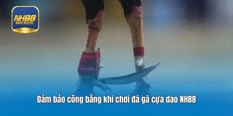 Đảm bảo công bằng khi chơi đá gà cựa dao NH88